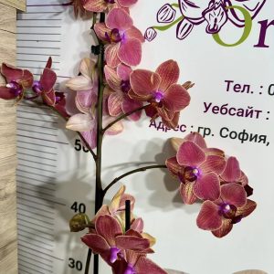 Фаленопсис 2цв.   #438