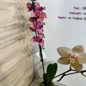 Alternative view of Фаленопсис Пелорик 1цв.  #437