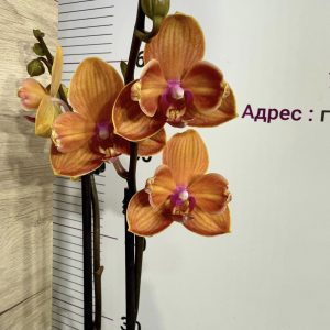 Фаленопсис 2цв.   #440