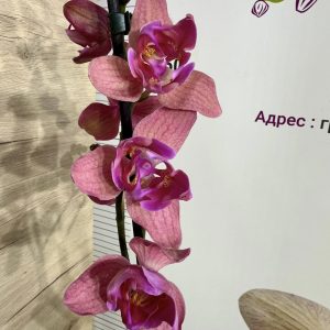 Фаленопсис Пелорик 1цв.  #437