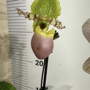 Орхидея Пафиопедилум #0101