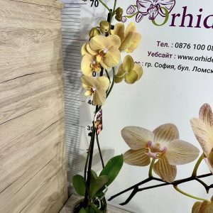 Alternative view of Фаленопсис 2цв.   #434