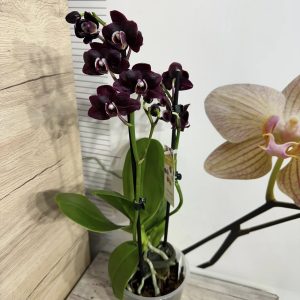 Alternative view of Фаленопсис 2цв.   #439