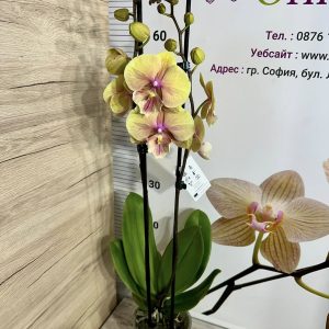 Alternative view of Фаленопсис 2цв.   #421