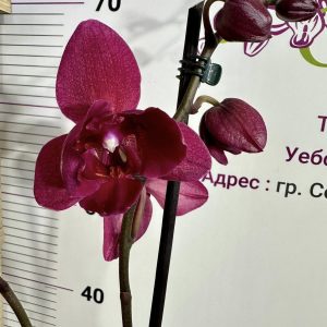 Фаленопсис Пелорик 1цв.  #441