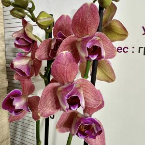 Фаленопсис 2цв. Пелорик #401