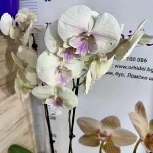 Фаленопсис 2цв.   #426