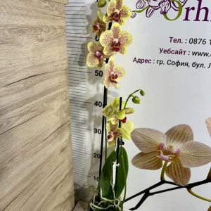 Alternative view of Фаленопсис 2цв.   #425