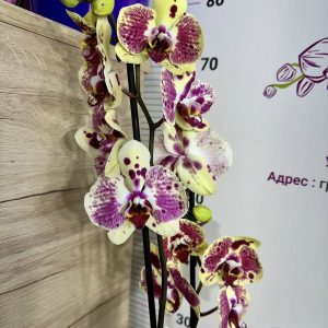 Фаленопсис 2цв.   #428