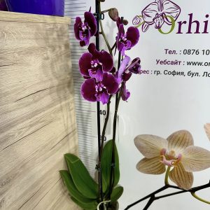 Alternative view of Фаленопсис 2цв.   #430