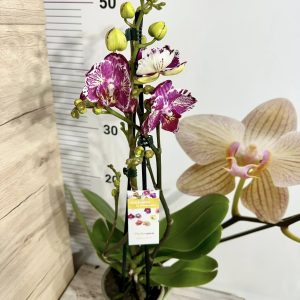 Alternative view of Фаленопсис 2цв. Пелорик #407