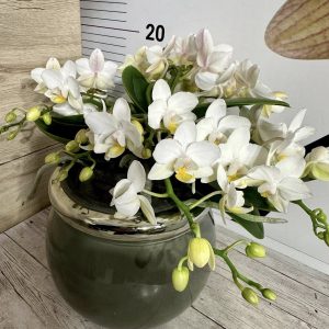 Alternative view of Фаленопсис Каскадна с луксозна кашпа  #435