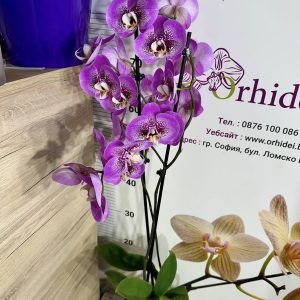 Alternative view of Фаленопсис 2цв.   #422