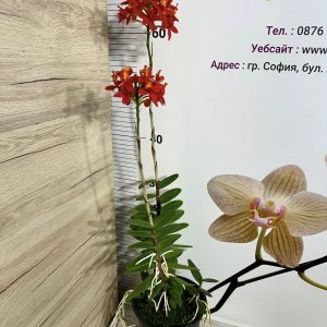 Alternative view of Епидендрум  #409