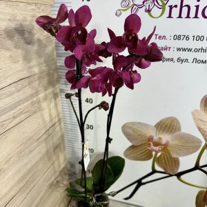 Alternative view of Фаленопсис 2цв. Пелорик #403
