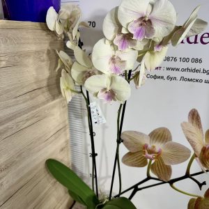 Alternative view of Фаленопсис 2цв.   #426