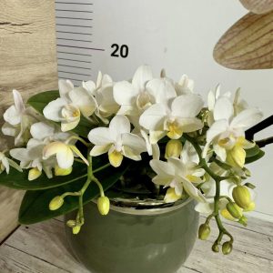 Фаленопсис Каскадна с луксозна кашпа  #435