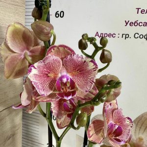 Фаленопсис Пелорик 2цв.   #410