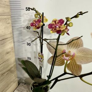 Alternative view of Фаленопсис Пелорик 2цв.   #411