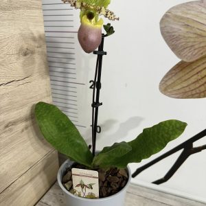 Alternative view of Орхидея Пафиопедилум #0101