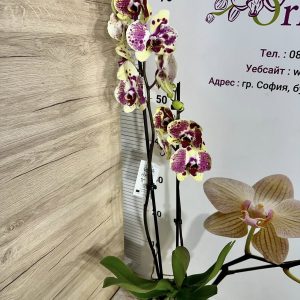 Alternative view of Фаленопсис 2цв.   #428