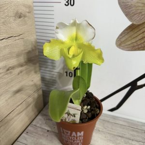 Alternative view of Орхидея Пафиопедилум XXL #0102