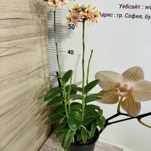 Alternative view of Епидендрум  #410