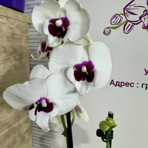 Фаленопсис 2цв.   #431