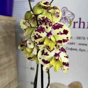 Фаленопсис 2цв.   #427