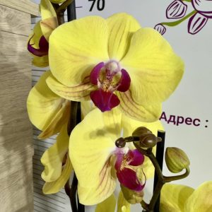 Фаленопсис 2цв.   #423