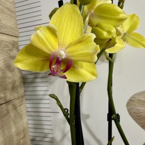 Фаленопсис Пелорик 2цв.   #413