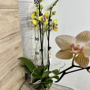 Alternative view of Фаленопсис Пелорик 2цв.   #414