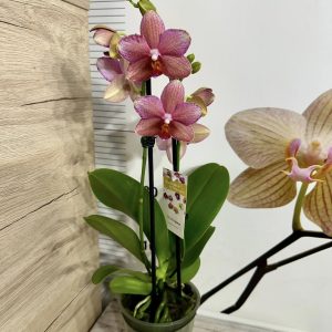 Alternative view of Фаленопсис 2цв.   #418