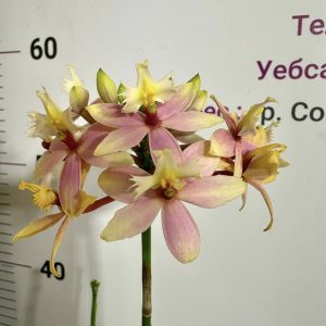 Епидендрум  #410