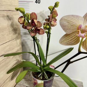 Alternative view of Фаленопсис Тигър Пелорик 2цв.   #409