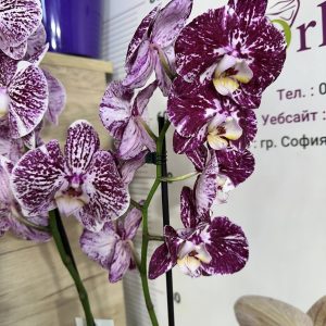 Фаленопсис 2цв.   #429