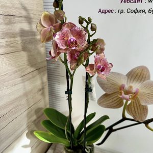 Alternative view of Фаленопсис Пелорик 2цв.   #410