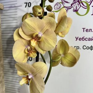 Фаленопсис 2цв.   #434
