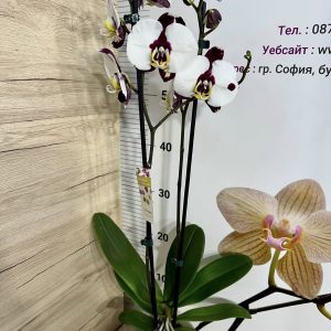 Alternative view of Фаленопсис 2цв.   #420