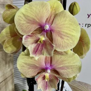 Фаленопсис 2цв.   #421