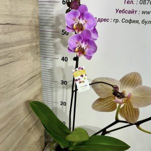 Alternative view of Фаленопсис Пелорик 1цв.  #408