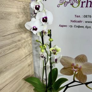 Alternative view of Фаленопсис 2цв.   #431