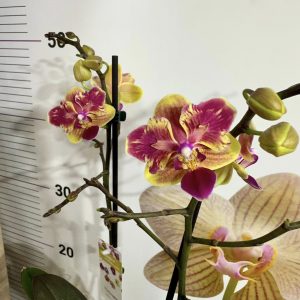 Фаленопсис Пелорик 2цв.   #411