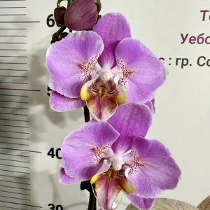 Фаленопсис Пелорик 1цв.  #408