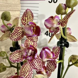 Фаленопсис 2цв. Пелорик #406