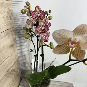 Alternative view of Фаленопсис 2цв. Пелорик #405