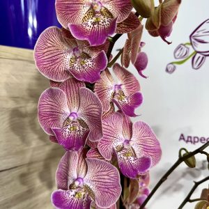 Фаленопсис 2цв.   #432