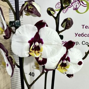 Фаленопсис 2цв.   #420