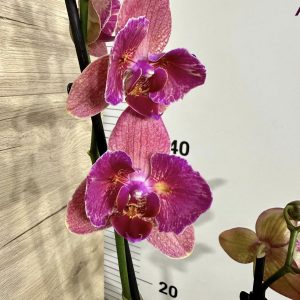 Фаленопсис Пелорик 2цв.   #412