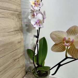 Alternative view of Фаленопсис 1цв. Swallow Bridal Dress